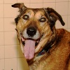 2011 Progress Report for NYC: Bow WOW!